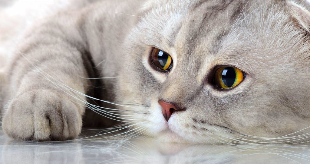 اسکاتیش فولد (Scottish Fold)