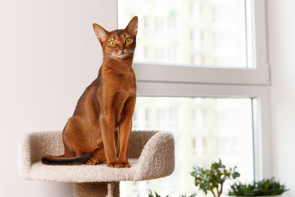 ابیسیینیان (Abyssinian)